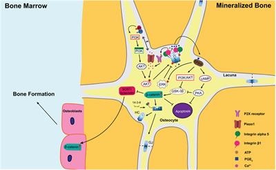 Connexin 43 hemichannels and prostaglandin E2 release in anabolic function of the skeletal tissue to mechanical stimulation